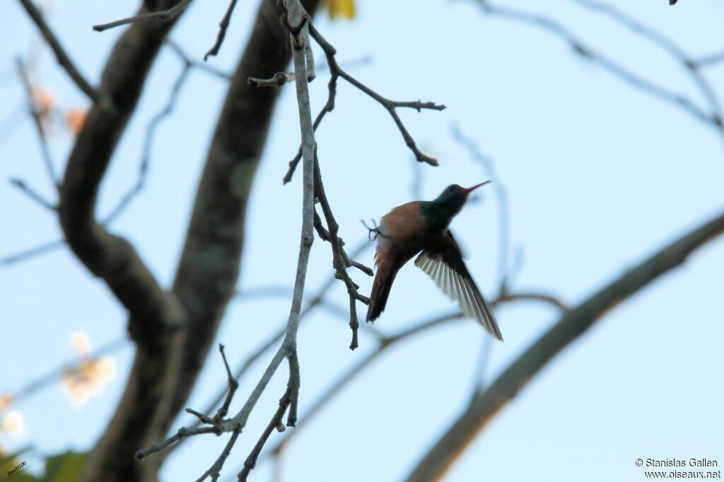 Buff-bellied Hummingbirdadult, Flight