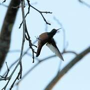 Buff-bellied Hummingbird