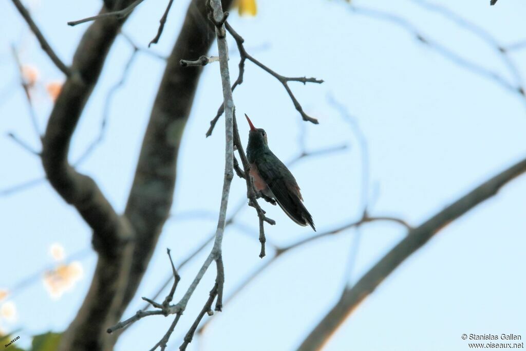 Buff-bellied Hummingbirdadult