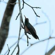 Buff-bellied Hummingbird