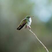 Plain-bellied Emerald