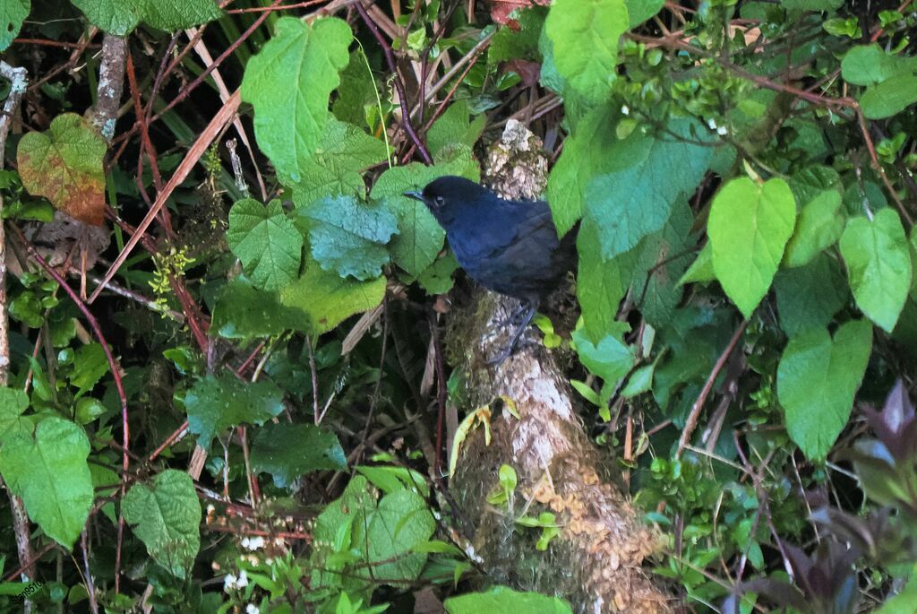 Sri Lanka Whistling Thrush male adult