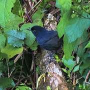 Sri Lanka Whistling Thrush