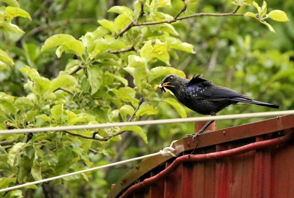 Blue Whistling Thrushadult, Reproduction-nesting