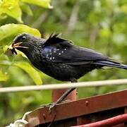 Blue Whistling Thrush