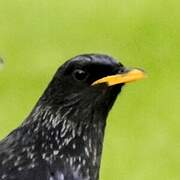 Blue Whistling Thrush