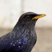 Blue Whistling Thrush