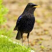 Blue Whistling Thrush