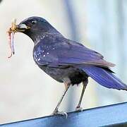 Blue Whistling Thrush