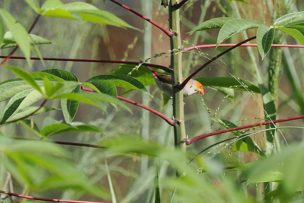 Orange-cheeked Waxbilladult