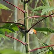 Orange-cheeked Waxbill