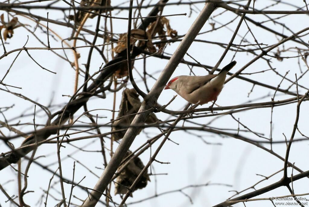 Black-rumped Waxbilladult