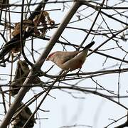 Black-rumped Waxbill