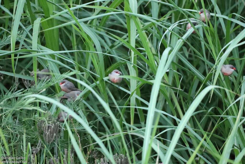 Common Waxbilladult, habitat