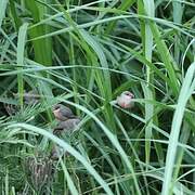 Common Waxbill