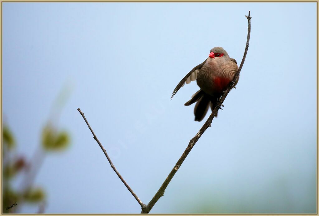 Common Waxbilladult breeding