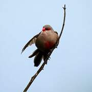 Common Waxbill