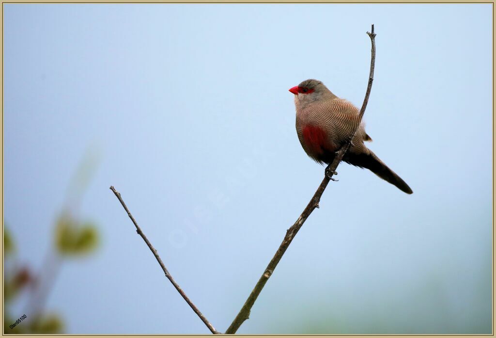 Common Waxbilladult breeding