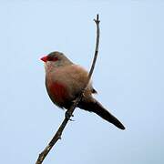 Common Waxbill