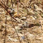 Lavender Waxbill