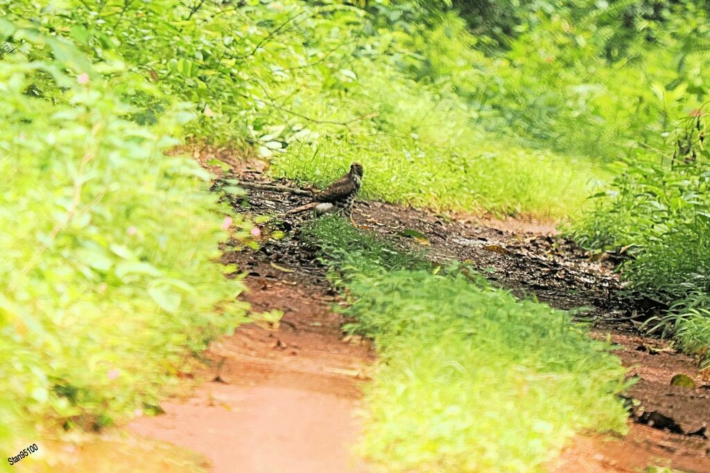 Autour à longue queuejuvénile