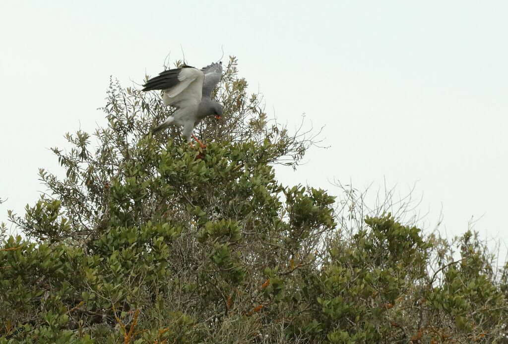 Pale Chanting Goshawk male adult, Reproduction-nesting