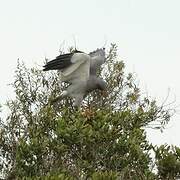 Pale Chanting Goshawk