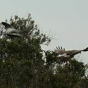 Pale Chanting Goshawk