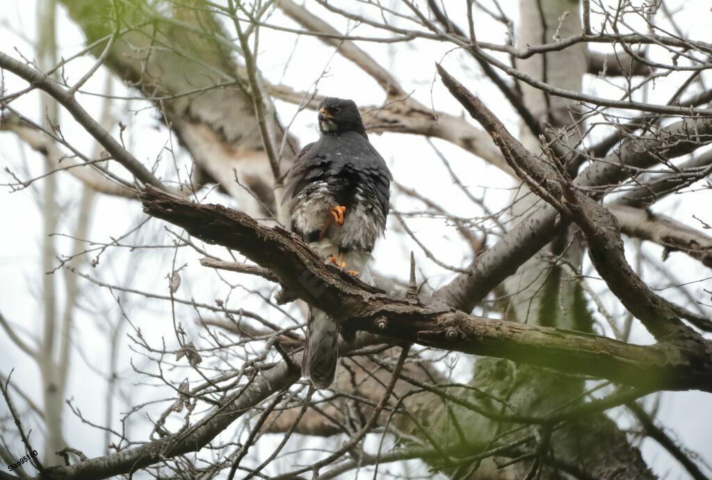 Black Sparrowhawk male adult breeding