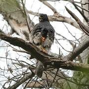 Black Sparrowhawk