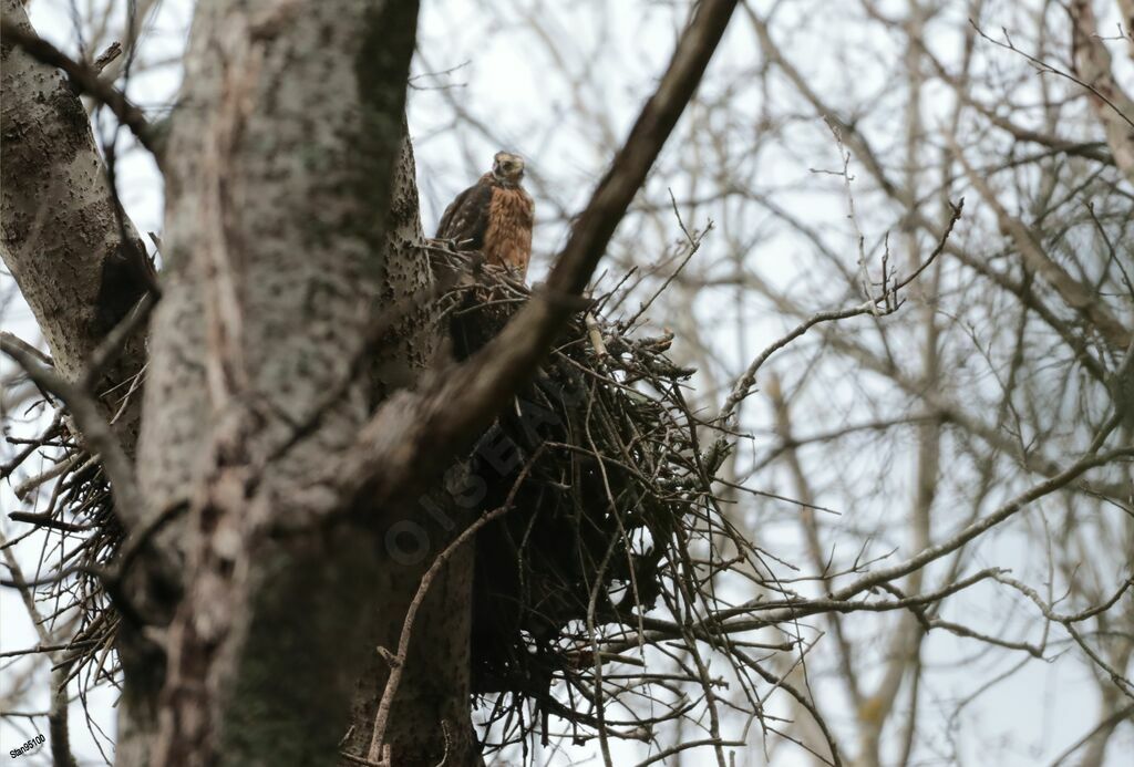 Black SparrowhawkPoussin