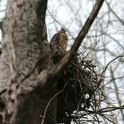 Black Sparrowhawk