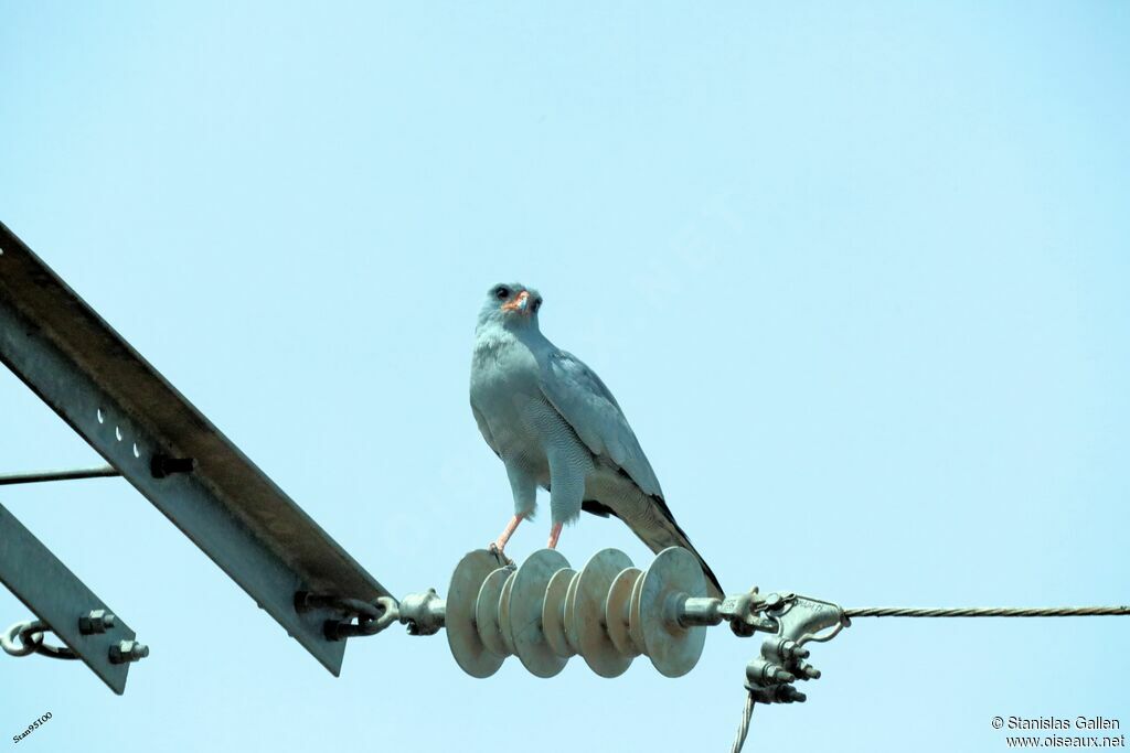 Dark Chanting Goshawkadult