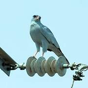 Dark Chanting Goshawk