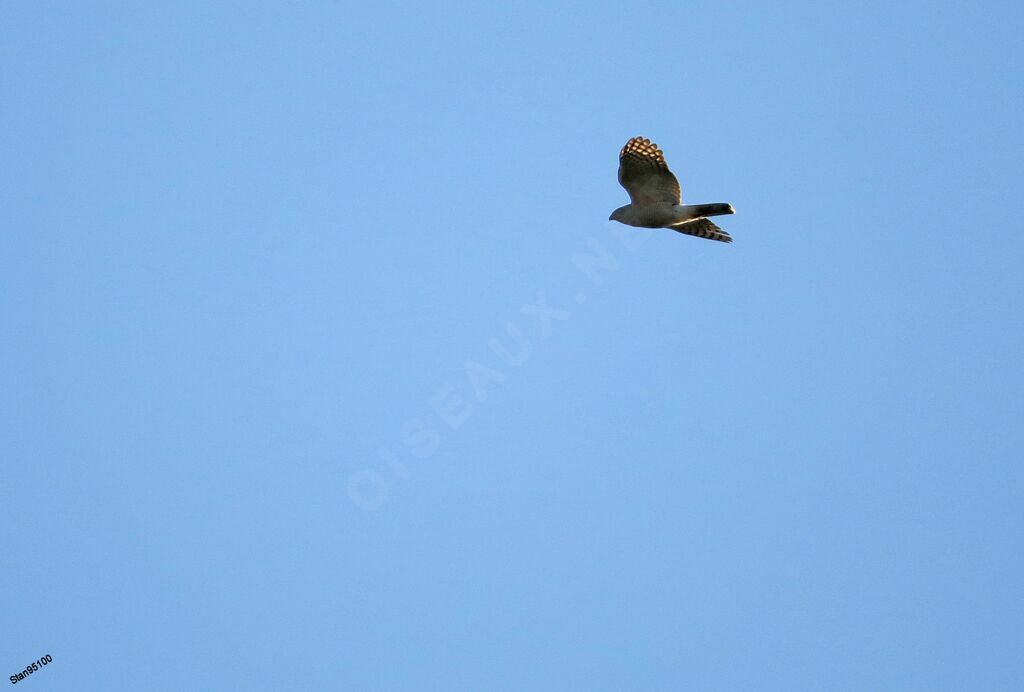 African Goshawkadult, Flight