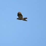 African Goshawk