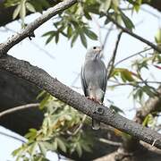 Lizard Buzzard