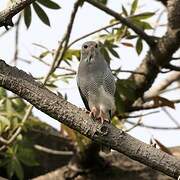 Lizard Buzzard