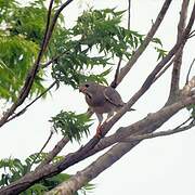 Lizard Buzzard