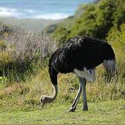 Common Ostrich