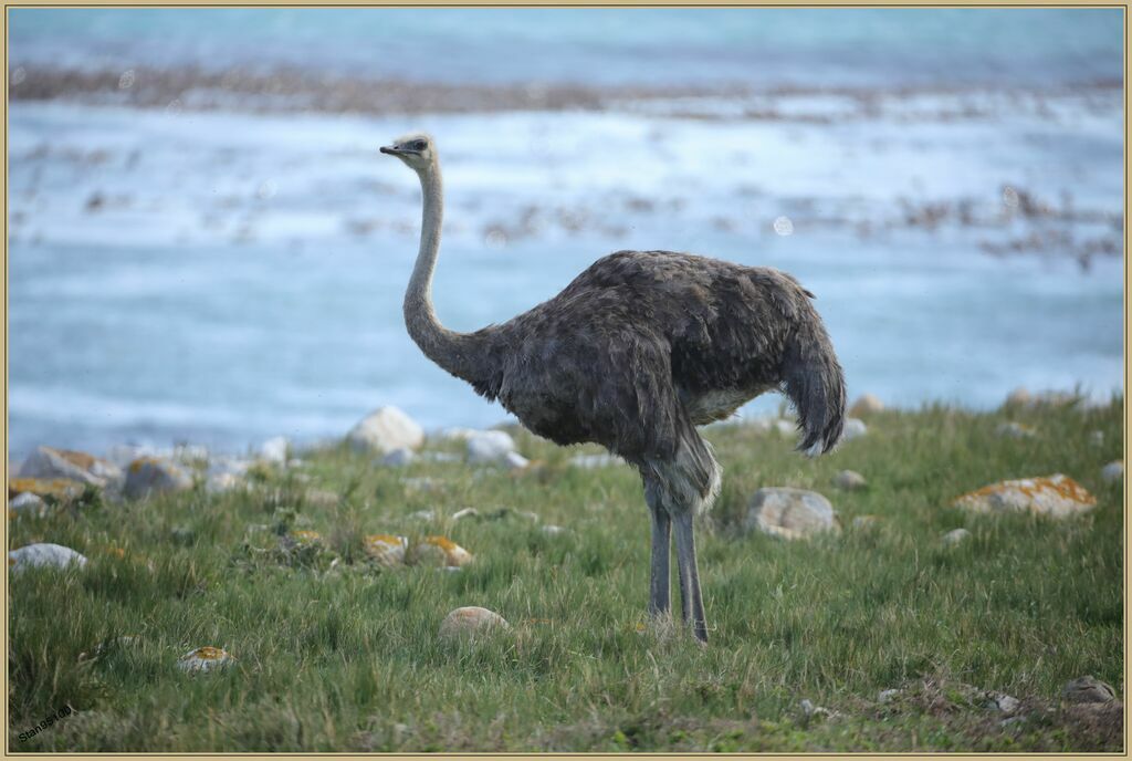 Common Ostrich female adult, close-up portrait