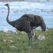 Common Ostrich