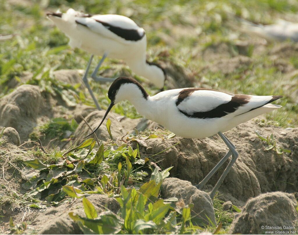 Pied Avocetadult breeding