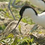 Avocette élégante