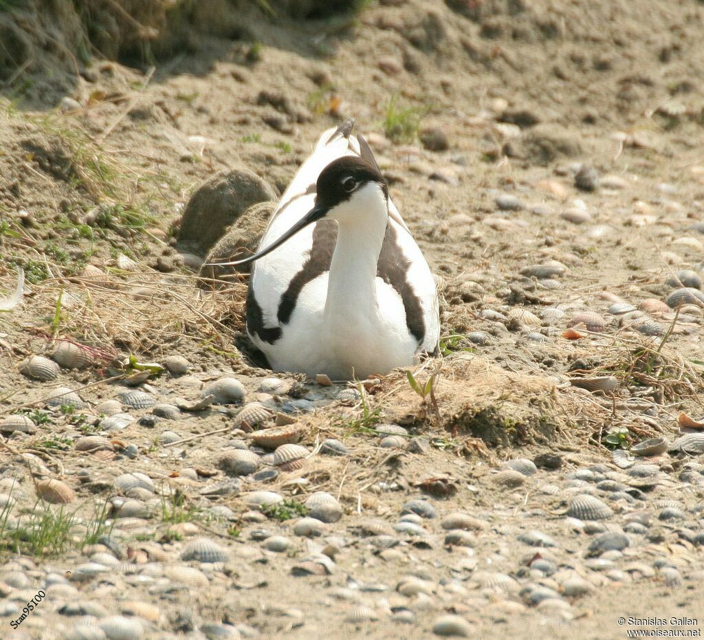 Avocette éléganteadulte nuptial, Nidification