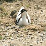 Avocette élégante