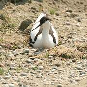 Avocette élégante