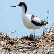 Avocette élégante