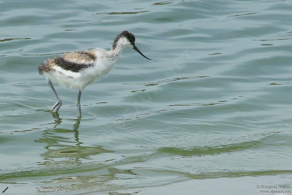 Avocette élégantePoussin, portrait, marche