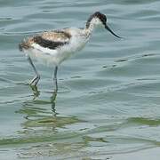 Avocette élégante